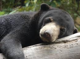 Bears